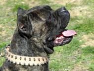 Collier en cuir 2 ranges de chien  pointes pour Cane Corso [S33##1057 Collare con borchie a punta per Cane Corso]